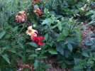 La rentr�e au jardin