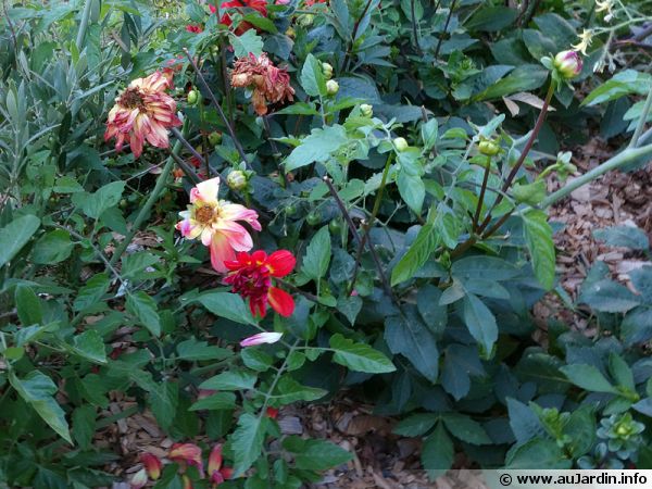 Un massif au retour de vacances, un peu de nettoyage s'impose à commencer par la taille des fleurs fanées
