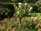 Comment associer les rosiers aux plantes vivaces?