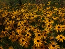 10 plantes pour massifs faciles  cultiver
