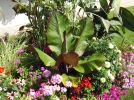 Des plantes tropicales au jardin