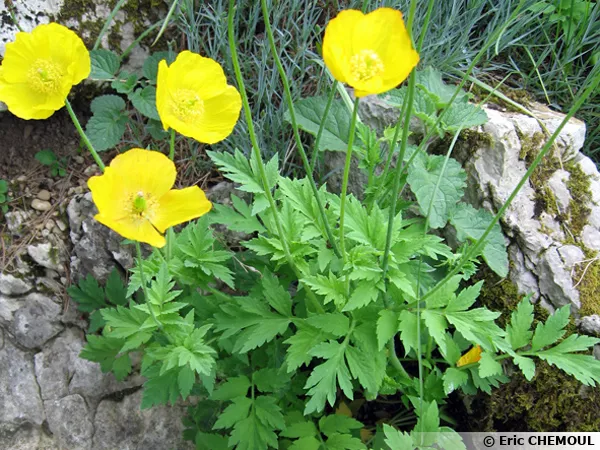 Pavot jaune des Pyrénées, Meconopsis cambrica