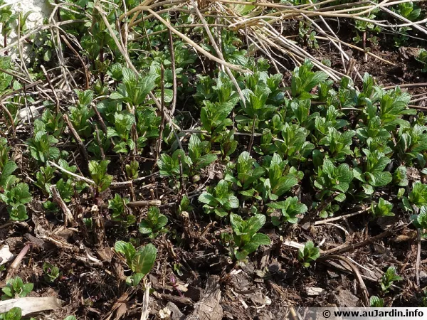 La menthe fait son apparition au printemps