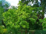 N�flier commun, Mespilus germanica