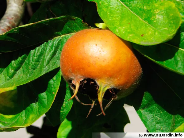 Nfle, fruit du nflier d'Europe
