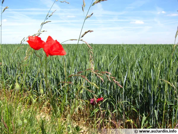 Les messicoles