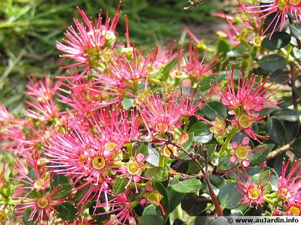Myrte carlate, Rata grimpant, Metrosideros carmineus