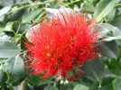 Arbre de Nol de Nouvelle-Zlande, Pohutukawa, Metrosideros excelsus