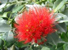 Arbre de No�l de Nouvelle-Z�lande, Pohutukawa, Metrosideros excelsus