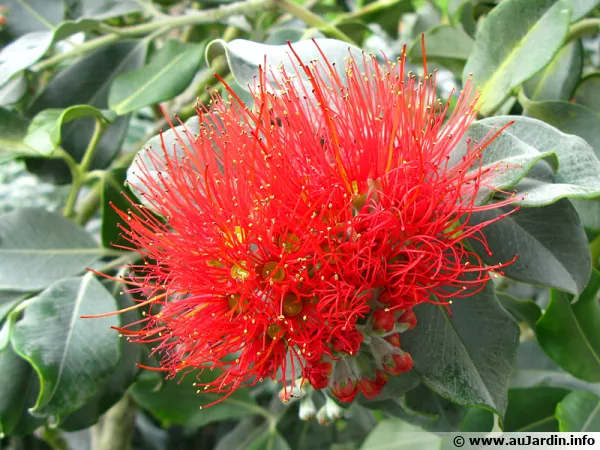 Arbre de Nol de Nouvelle-Zlande, Pohutukawa, Metrosideros excelsus