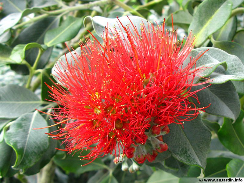 Arbre de Noël de NouvelleZélande, Pohutukawa, Metrosideros excelsus planter, cultiver, multiplier