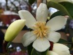 Fleur du Magnolia dianica Fleur du Magnolia dianica