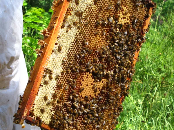 Des abeilles produisant du miel dans la ruche