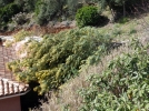 Le jardin aprs la tempte