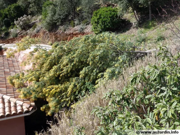 Chute d'un mimosa aprs des vents violents