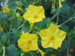 Fleurs de Belle de nuit, Mirabilis jalapa
