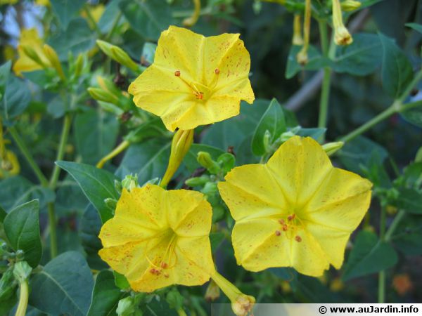 Belle de nuit, Mirabilis jalapa : planter, cultiver, multiplier