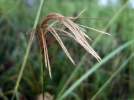 Miscanthus du N�pal, Miscanthus nepalensis