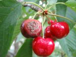 Moniliose sur des cerises, Monilia fructigena Moniliose sur des cerises, Monilia fructigena