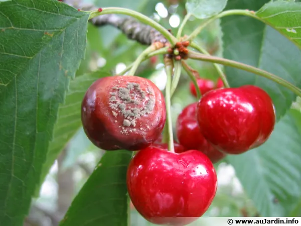 La moniliose, redoutable pour les arbres fruitiers
