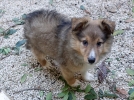 Choisir un nom pour son chien