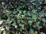 Muehlenbeckie, Muehlenbeckia complexa