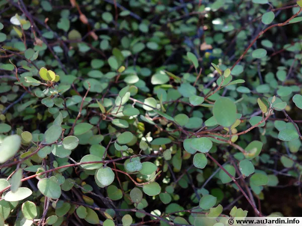 Muehlenbeckie, Muehlenbeckia complexa