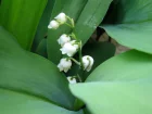 Muguet, Lis de la valle, Convallaria majalis
