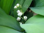 Muguet, Convallaria majalis Muguet, Convallaria majalis
