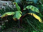 Bananier d'Abyssinie, Bananier rouge, Ensete ventricosum