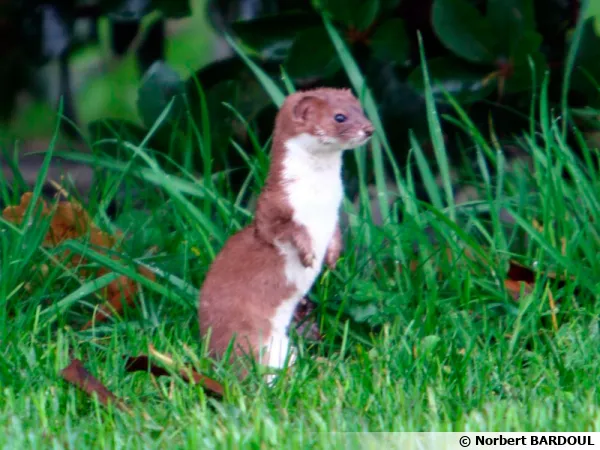 La belette (Mustela nivalis)