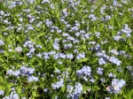 Le myosotis peut devenir envahissant...