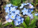 Myosotis