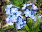Myosotis