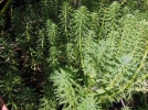 Les plantes immerges