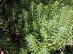 Myriophylle, Myriophyllum aquaticum