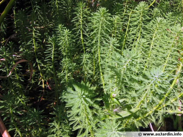 Les plantes immerges