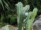 Chandelle bleue, Garambullo, Myrtillocactus geometrizans