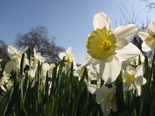 Narcisse, Jonquille, Narcissus : planter, cultiver, multiplier