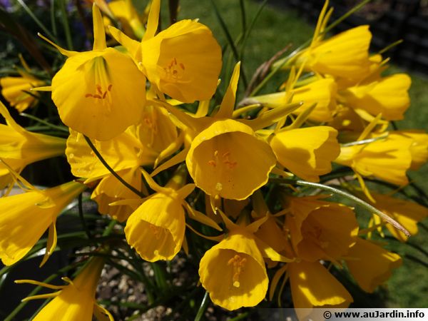 Trompette de méduse, Narcissus bulbocodium : planter, cultiver, multiplier