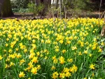 Narcisses aux fleurs jaunes