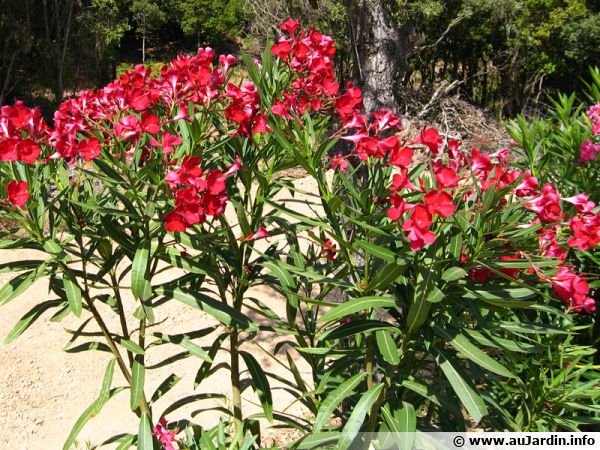 Le laurier rose est une plante toxique qu'il est préférable de ne planter lorsque l'on a des animaux domestiques