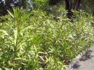 Planter une haie d'arbustes persistants