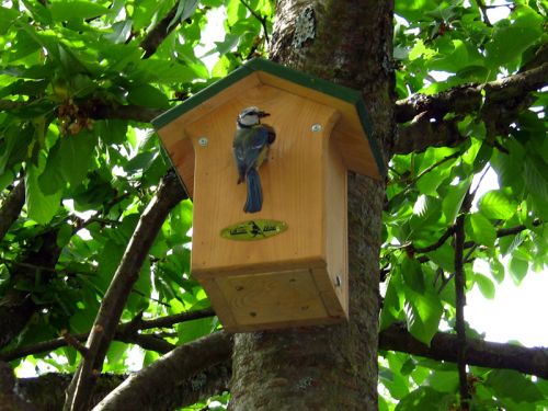 Choisir les mangeoires des oiseaux du jardin - Gamm vert