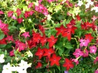 Tabac d'ornement, Tabac ail, Nicotiana alata