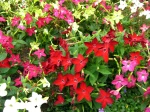Tabac d'ornement, Nicotiana