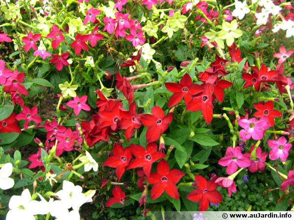tabac Floraison dornement Nicotiana Affinis Graines de fleurs 100 RED KING CRIMSON NICOTIANA 
