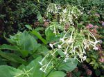 Tabac géant, Tabac sylvatique, Nicotiana sylvestris Tabac géant, Tabac sylvatique, Nicotiana sylvestris