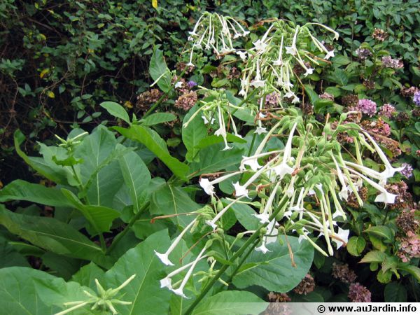Nicotiana affinis magnifiquement parfumée vivace Tobacco PLANT Nuit Jardin 