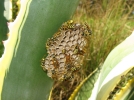 10 astuces naturelles pour loigner les gupes